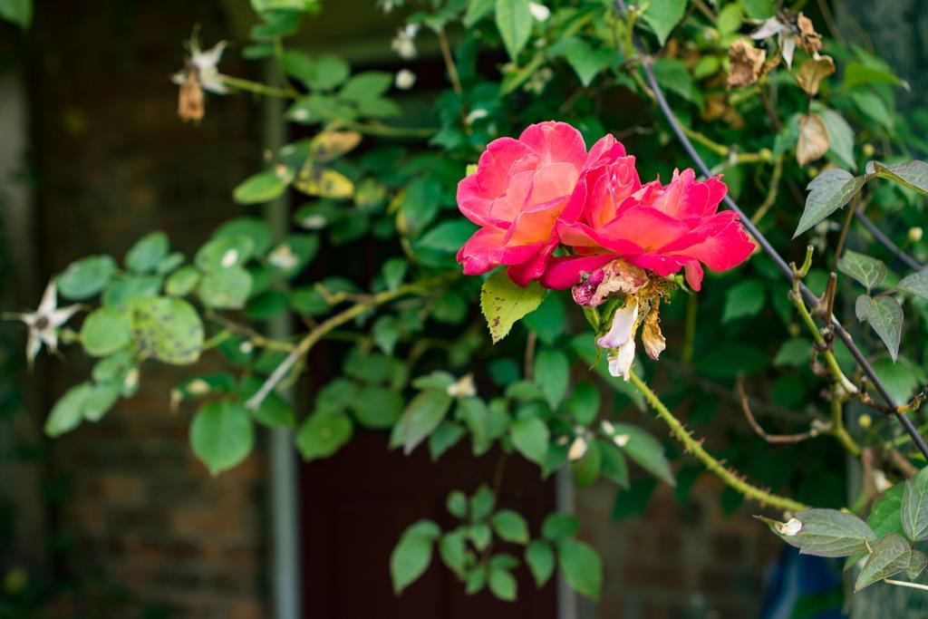 Mareham House Bed & Breakfast Sleaford Dış mekan fotoğraf